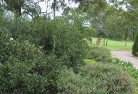 Redcliffe QLDresidential-landscaping-35.jpg; ?>
